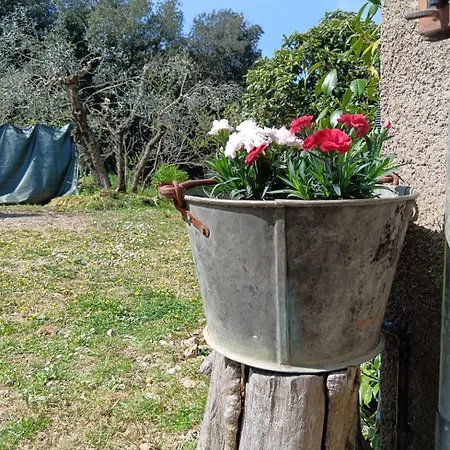 Nel Bosco Sulla Via Francigena * Monteriggioni