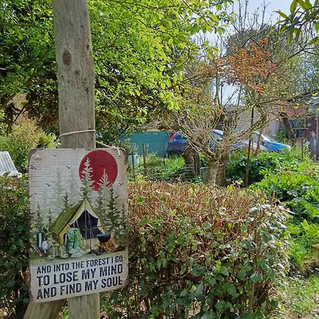 Nel Bosco Sulla Via Francigena *